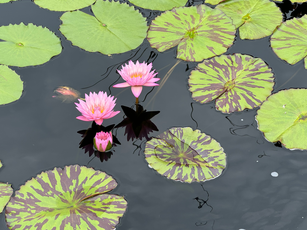 Are you using others’ suffering to invalidate your own?