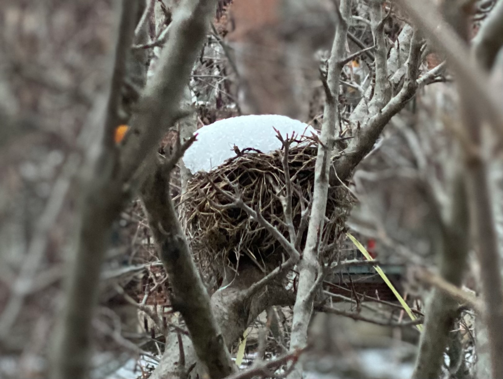 The Secret Winter Life: Pandemic, Depression, and Hope